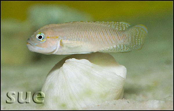 Telmatochromis cf. temporalis 'Cape Kachese'